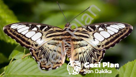 Bedenin Sınırlarını Aşmak: Transhümanın Geleceği